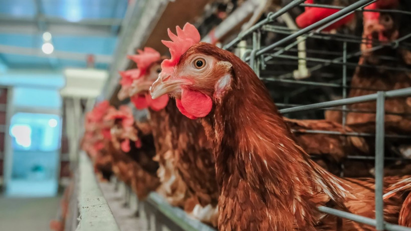 Tavuk Eti Üretimi Yükseldi