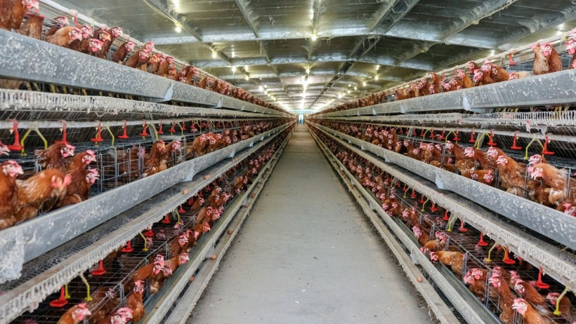 Tavuk Eti Üretimi Yükseldi