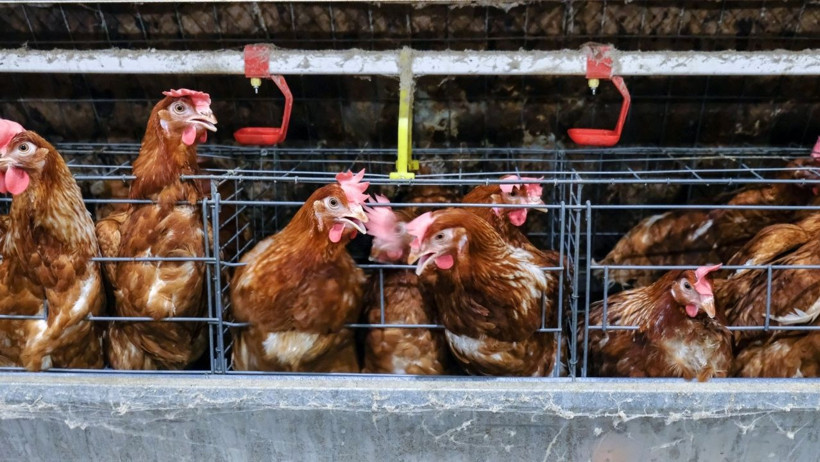 Tavuk Eti Üretimi Yükseldi