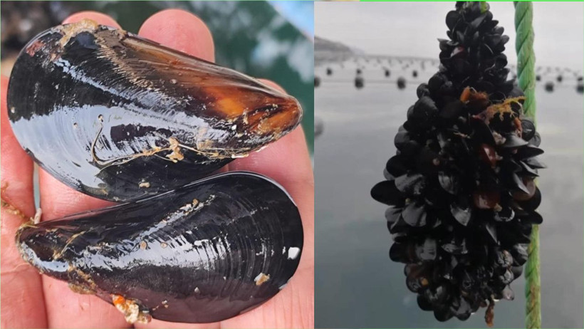 Balıkesir Midye Üreticilerinden Şok Açıklama: “Kaynağı Belirsiz Midyeden Uzak Durun!”