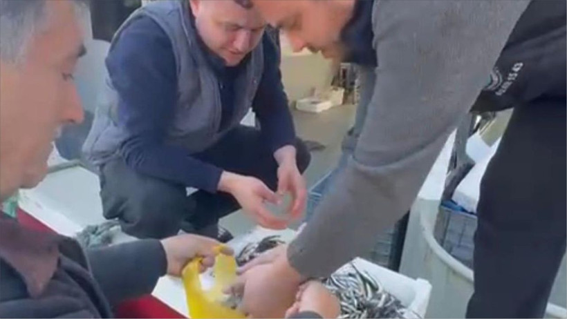 Balıkesir'de Balıkçılardan ücretsiz hamsi tepkisi! 