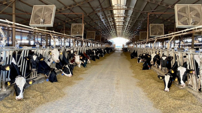 Balıkesir’de Şap Aşılaması Başladı