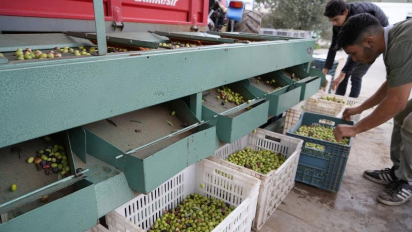 Kazdağları’nda Yeşil Çizik Zeytin Mesaisi Başladı