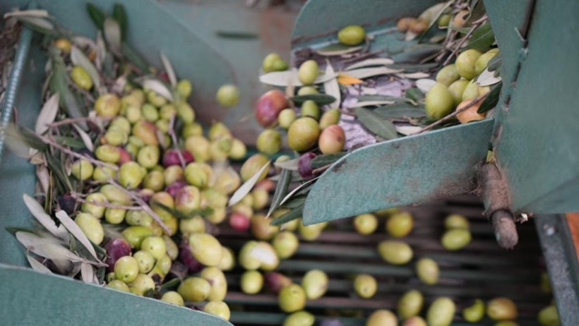 Kazdağları’nda Yeşil Çizik Zeytin Mesaisi Başladı