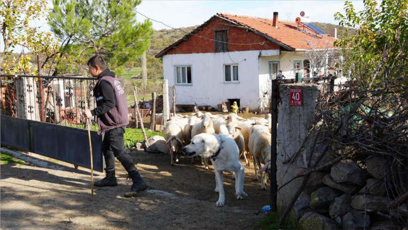 Mimarlığı Bıraktı, 10 Kuzu ile Başladı: ‘Küpeli Çoban’ın Sürpriz Başarısı!