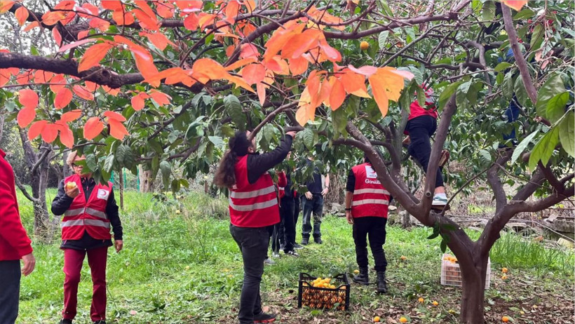Bahçesindeki Meyveleri Kızılay’a Bağışladı