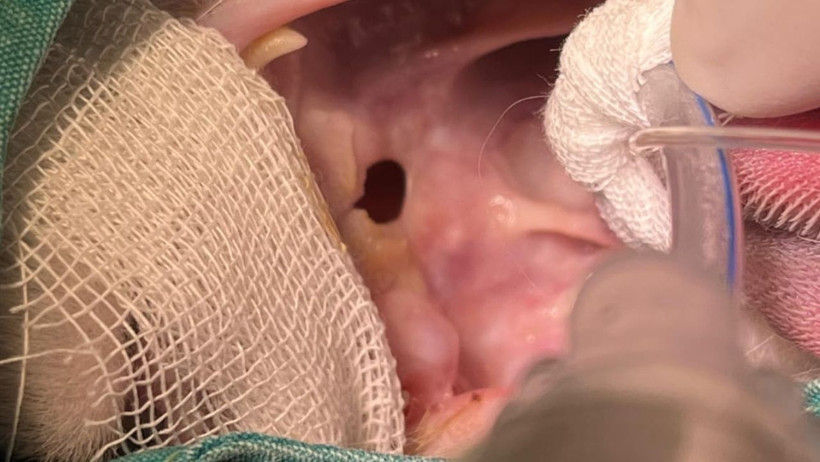 Dünya Çapında Nadir! BAÜN’ün Tekniği Kediyi Kurtardı