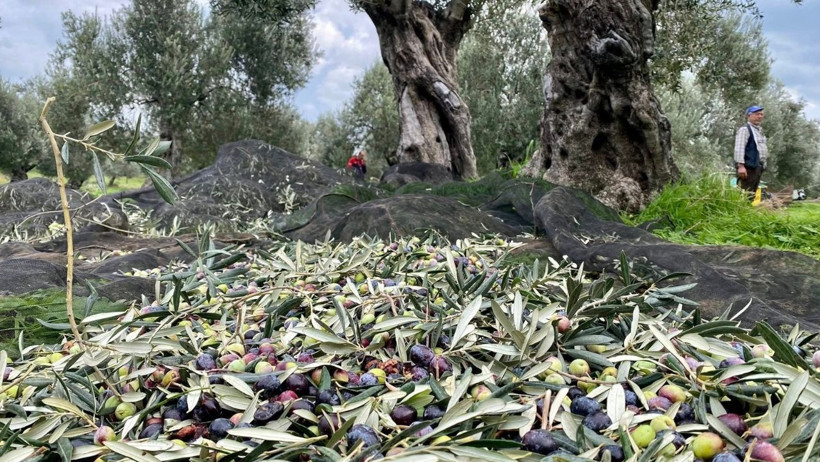 Havran’da Zeytin Hasadı Devam Ediyor