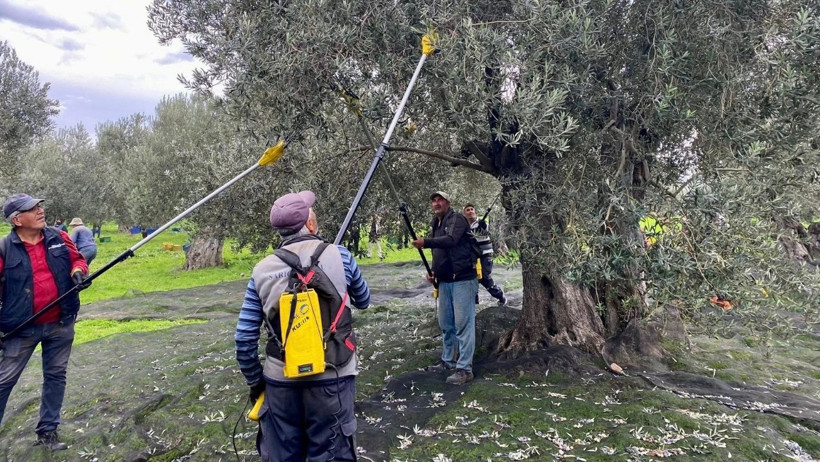 Havran’da Zeytin Hasadı Devam Ediyor
