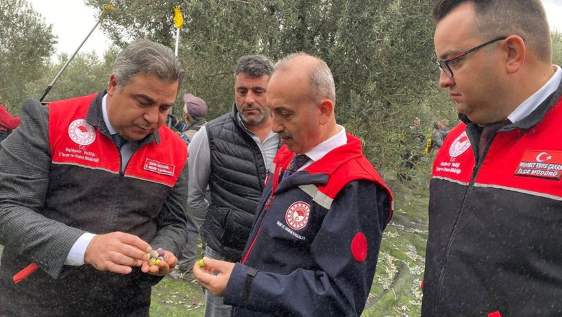 Havran’da Zeytin Hasadı Devam Ediyor