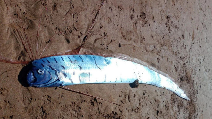 Kıyamet Balığı Tazmanya Kıyısında Görüldü