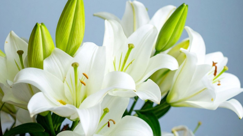 Öğretmenler Gününe Özel: Çiçeklerin Anlamları