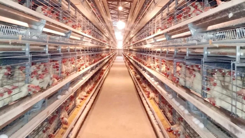 Savaştepe’de Yumurta Tesisi İncelendi