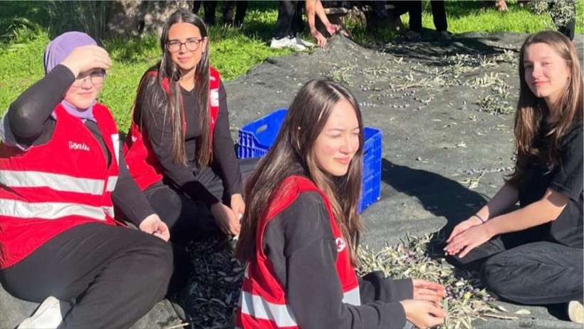 Edremit'te Öğrenciler Kızılay İçin Zeytin Topladı