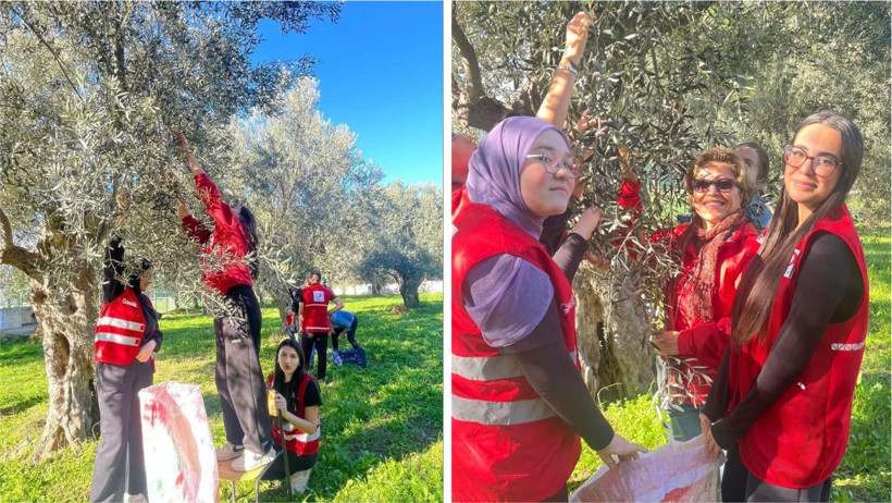 Edremit'te Öğrenciler Kızılay İçin Zeytin Topladı