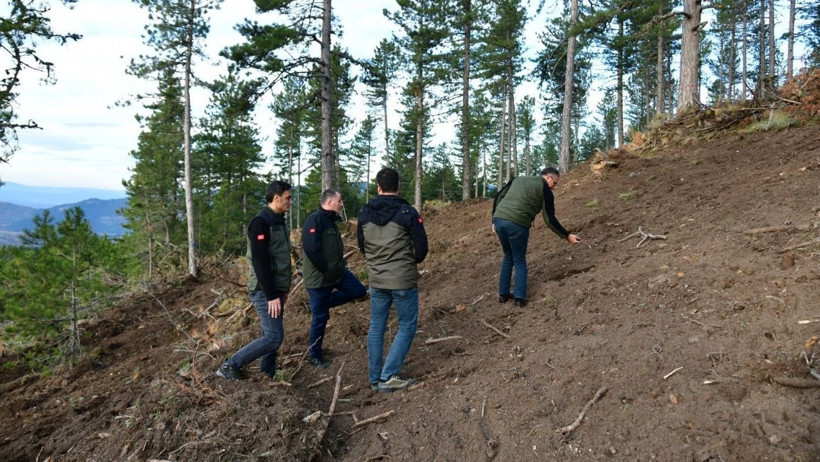 Balıkesir'de Karaçamlar Yenileniyor