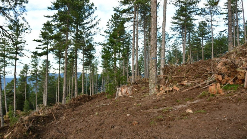 Balıkesir'de Karaçamlar Yenileniyor