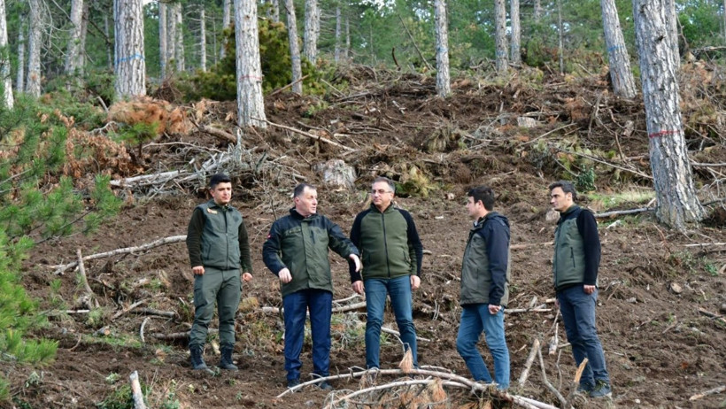 Balıkesir'de Karaçamlar Yenileniyor