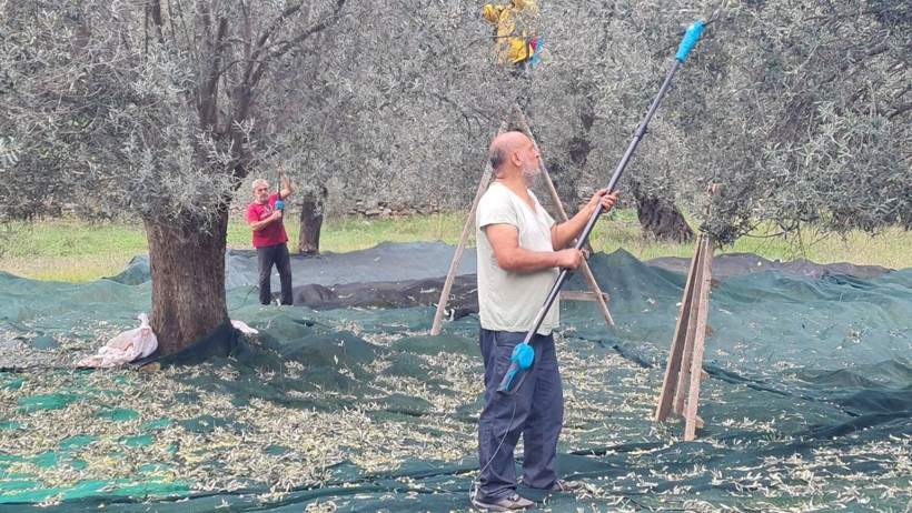 Edremit’te Zeytin İşçileri Dertli