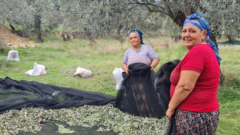 Edremit’te Zeytin İşçileri Dertli