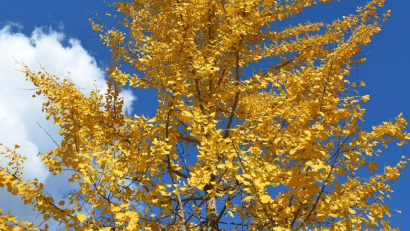 Güz'ün Son Günleri: Doğanın Sessiz Çığlığı