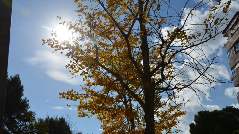 Güz'ün Son Günleri: Doğanın Sessiz Çığlığı