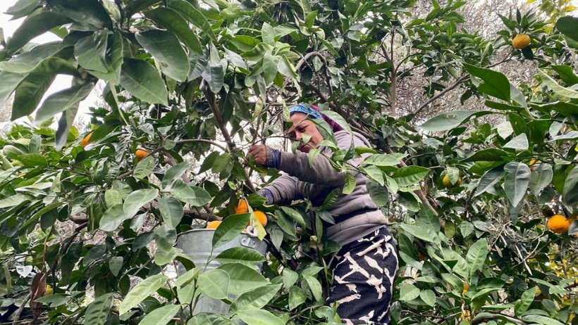 Havran Mandalinası'nda Hasat Mesaisi Başladı