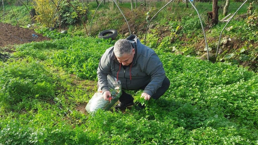 Sındırgı’da Hasat Öncesi Pestisit Kontrolleri Başladı