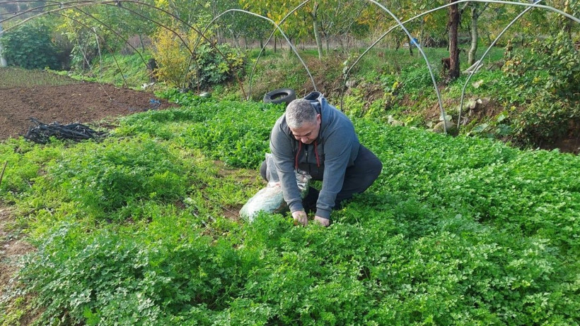 Sındırgı’da Hasat Öncesi Pestisit Kontrolleri Başladı
