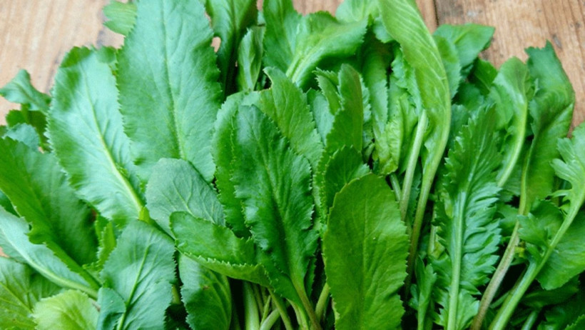 Balıkesir’in Şifalı Otları: Tere, Ebegümeci ve Gelincik