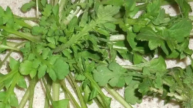 Balıkesir’in Şifalı Otları: Tere, Ebegümeci ve Gelincik