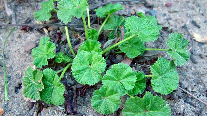 Balıkesir’in Şifalı Otları: Tere, Ebegümeci ve Gelincik