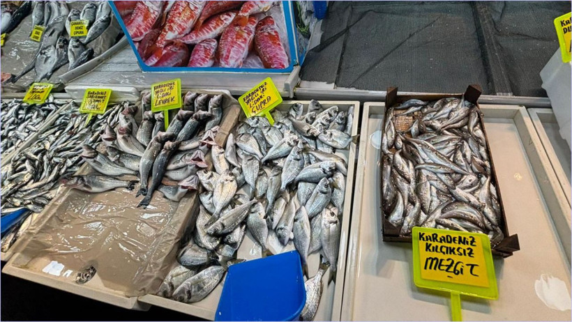 Mosko Ahtapot Balıkesir’de balık tezgahlarında
