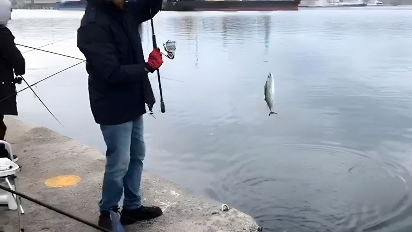 Balıkesir'de Palamut Bereketi! İskeleye Akın Ettiler