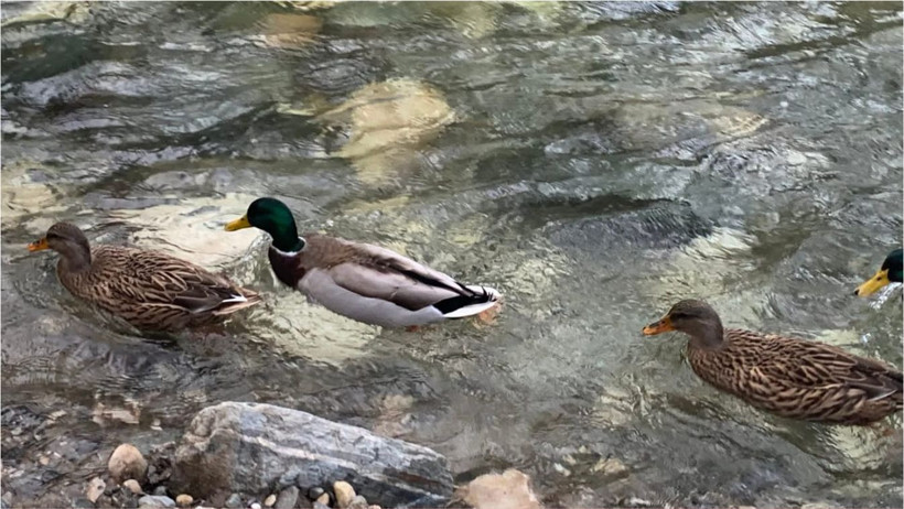 Altınoluk Şahindere’de Sonbahar Büyüsü