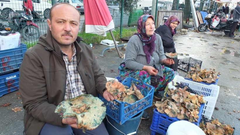 Yağışlar Bereket Getirdi: Fiyat Düştü, Halk Mantara Doydu