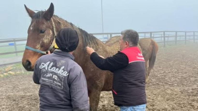 Balıkesir'de safkan atlara sağlık taraması ve aşılama yapılıyor - 1. resim