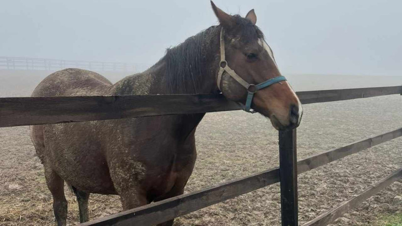 Balıkesir’de Safkan Atlar Taramadan Geçiyor