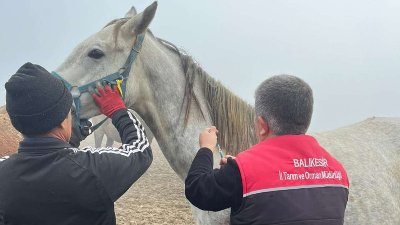 Balıkesir’de Safkan Atlar Taramadan Geçiyor
