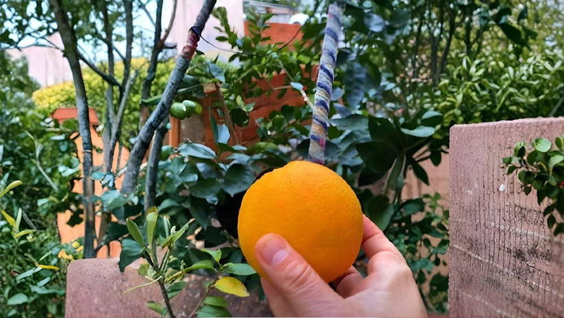 Bigadiç’te Portakal Mucizesi