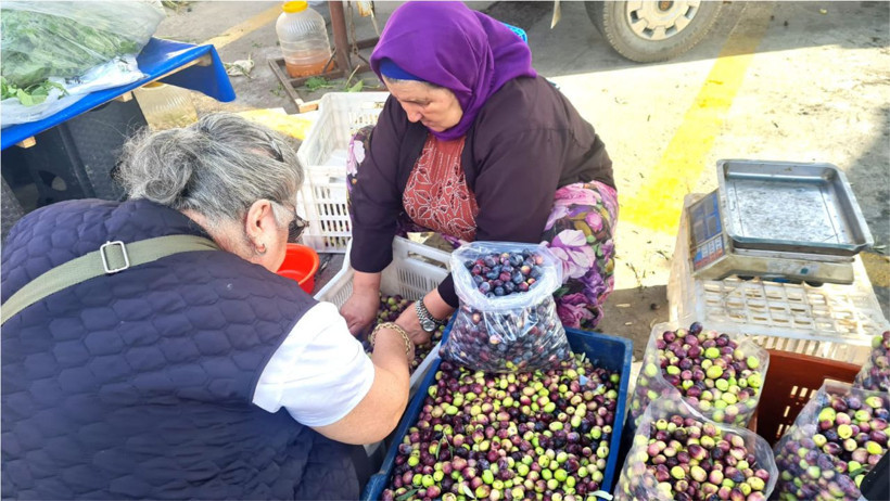 Balıkesir Edremit’te Zeytinin Fiyatı Yarıya İndi: Aralık Ayında Vatandaşa Şok Fiyat!