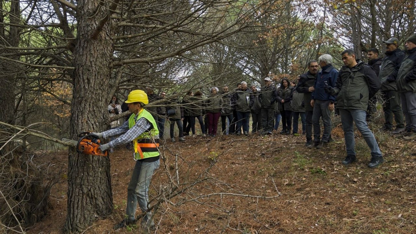 Balıkesir ve İzmir’de Fıstık Çamı Budama Tatbikatı