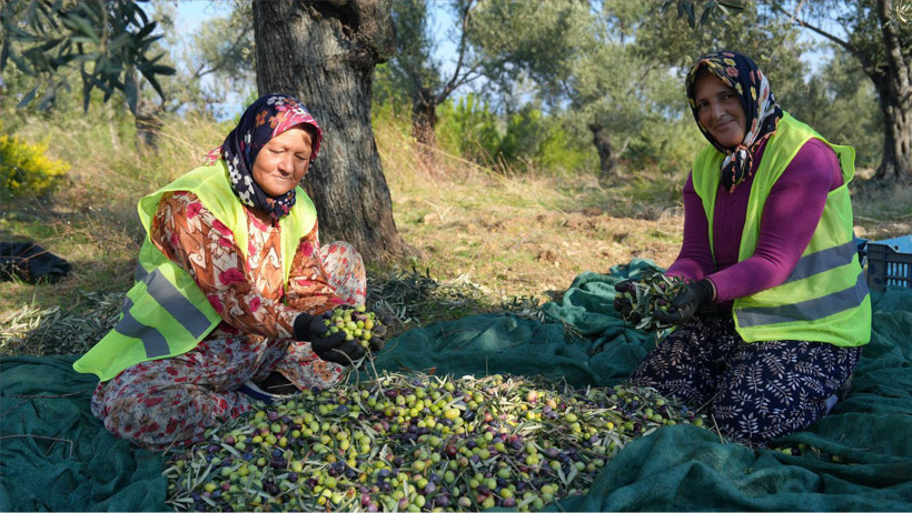 Burhaniye Belediyesi Zeytinyağları Satışa Sunuldu