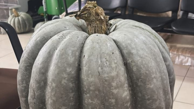 Balya Ziraat Odası’ndan Rekor Kabak Hasadı: 36 Kilo ile Yeni Yıla Bereketli Giriş