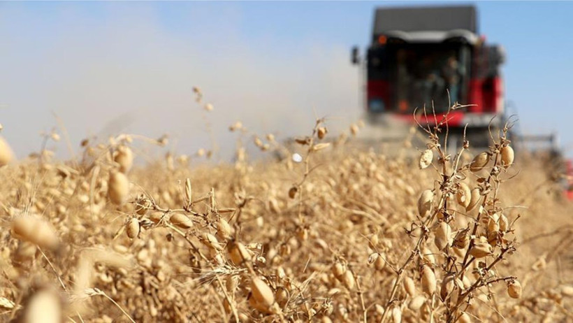 Sındırgı’da %75 Hibeli Nohut Tohumu Başvurusu