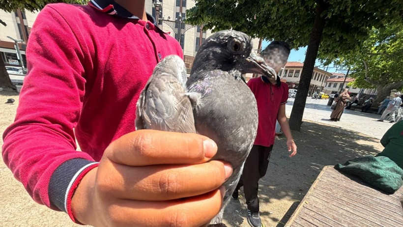 Balıkesir’de Güvercin Peşinde Renkli Yarış