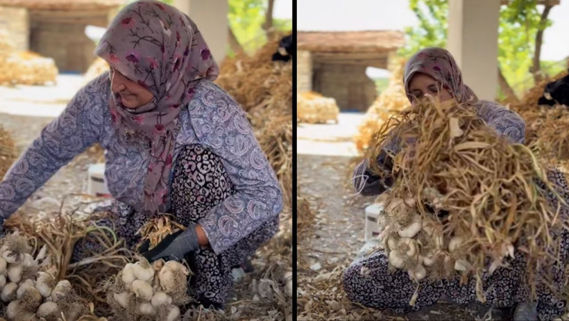 Balıkesir’de Sarımsak Bağlama Sanatı