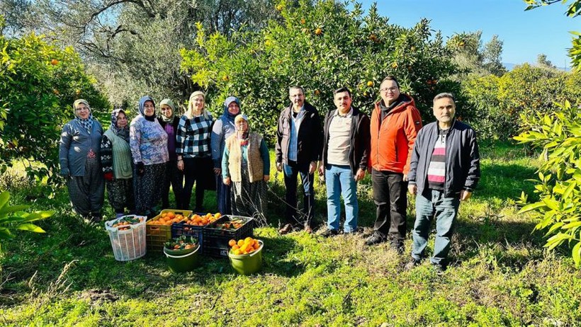 Balıkesir'de mandalina hasadı sürüyor