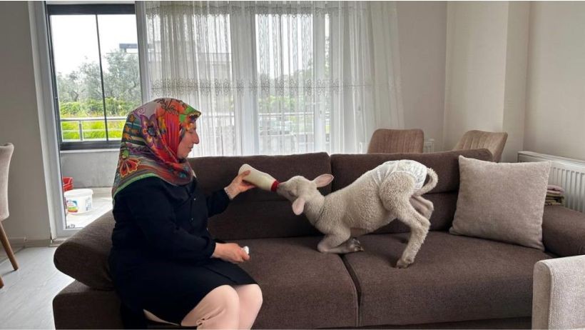 Evlerine Aldıkları Kuzuya Bebek Gibi Bakıyorlar