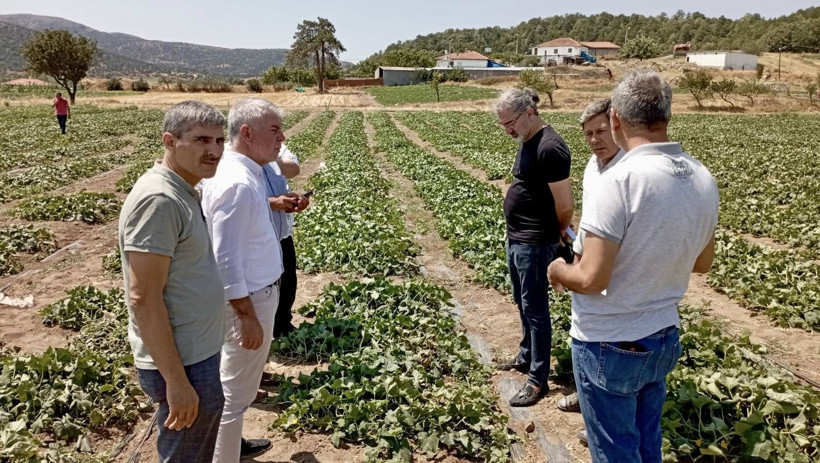  Sındırgı’da Kornişon Tarlalarındaki Sorun İçin Teknik İnceleme Başlatıldı
